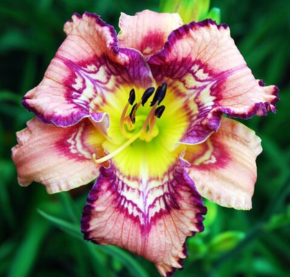 Лилейник Гет Джигги