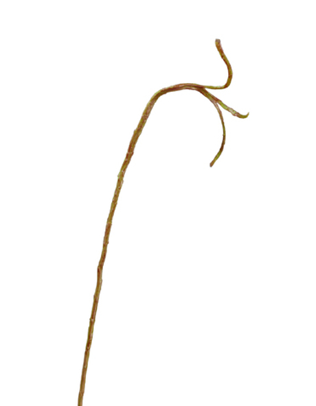 Ветка Салекса тонкая зелёно-коричневая