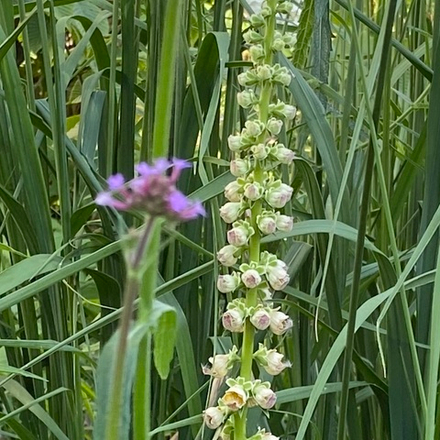 Наперстянка ржавая "Gigantea". Digitalis ferruginea "Gigantea".