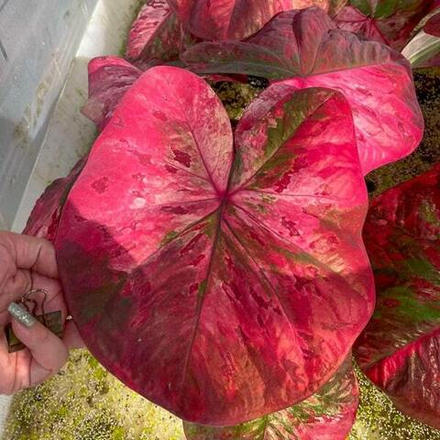 Каладиум ROSE
