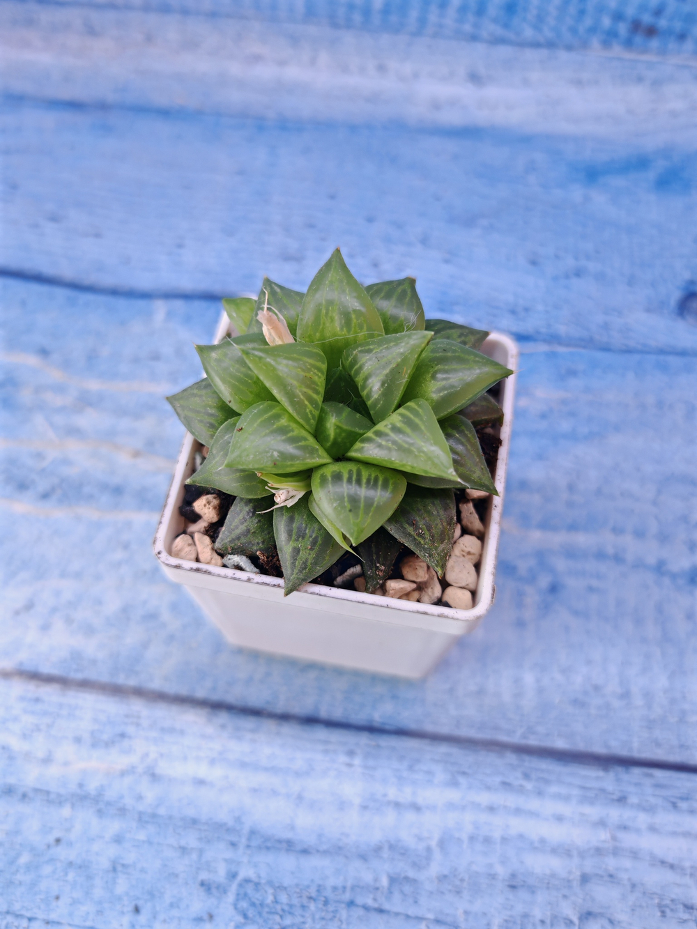Haworthia Turgida (Хавортия)