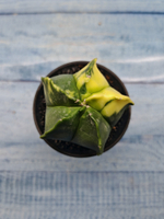 Astrophytum Myriostigma variagate (Астрофитум вариегатный)