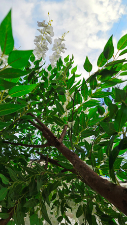 Искусственная Акация белая 240см в техническом кашпо