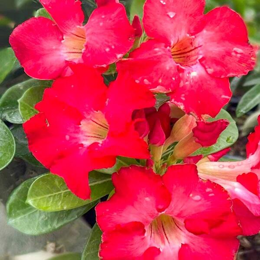 Адениум UDOMSUK