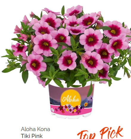 Калибрахоа Aloha Kona Tiki Pink укорененный черенок ОКС конец ноября