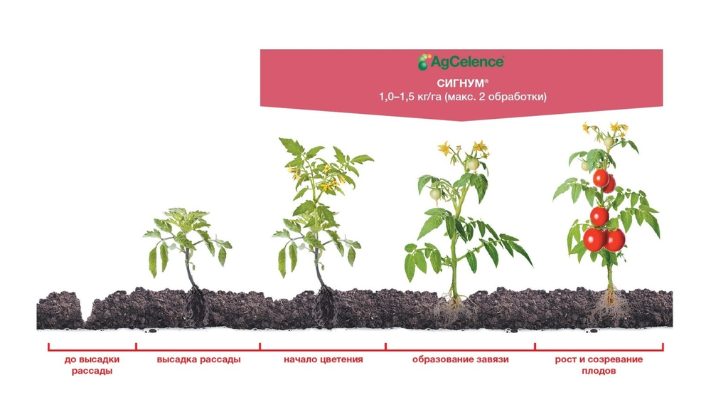 Фунгицид Сигнум, ВДГ ( 267+67 г/кг)