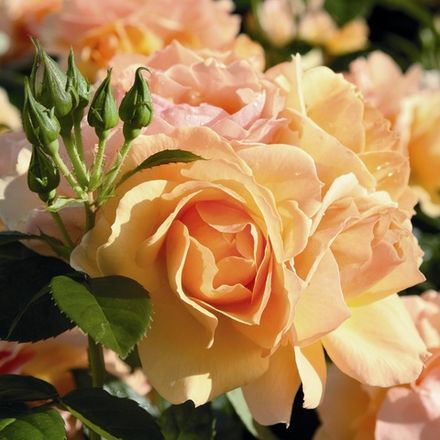 Ханзештадт Росток (Hansestadt Rostock)