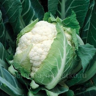 Капуста цветная Брюс F1 2500 (семян)