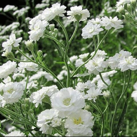 Гипсофила метельчатая Уайт С2
