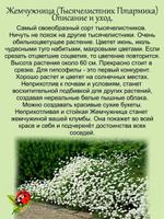 Жемчужница, тысячелистник Птармика аналог гипсофилы