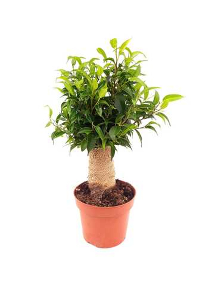 Фикус Бенджамина Кинки