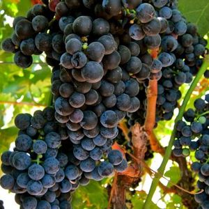 Тинто Фино (Tinto Fino) - красный сорт винограда