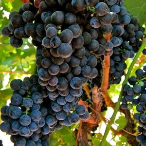 Тинто Фино (Tinto Fino) - красный сорт винограда