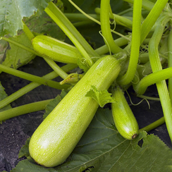 Каризма F1 семена кабачка (Syngenta / Сингента)