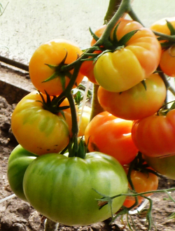 Помидоры Pineapple Вi-color — Двухцветный Ананас