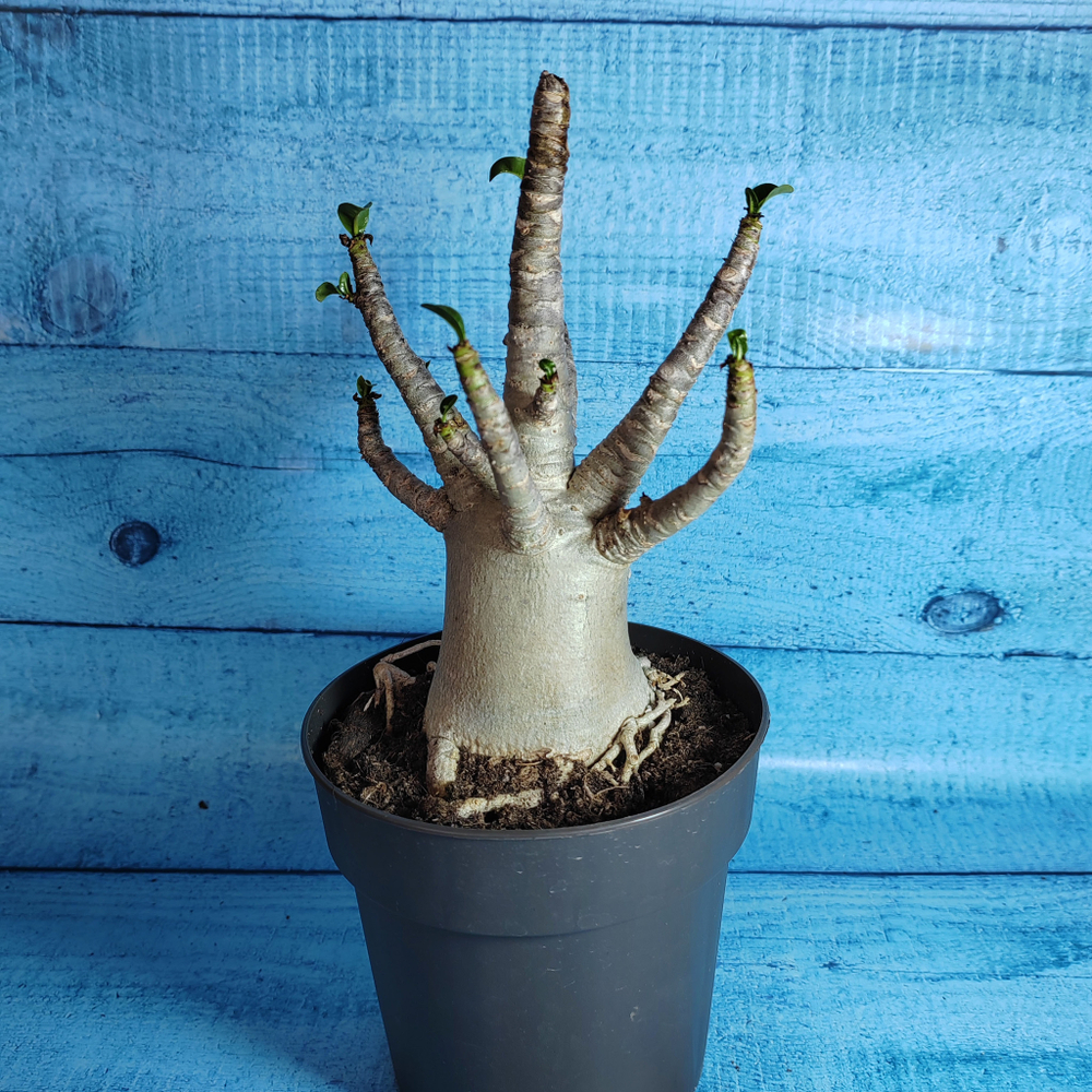 Adenium Baobab (Адениум)