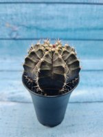Gymnocalycium Mihanovichii black (Гимнокалициум)
