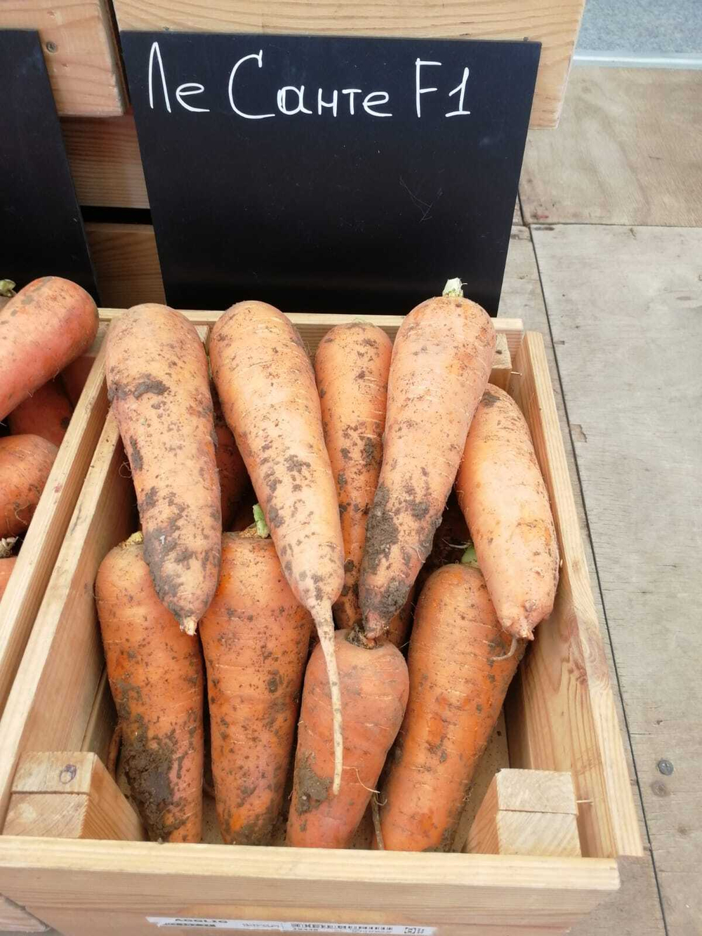 Ле Санте F1 семена моркови шантане (Seminis / Семинис)