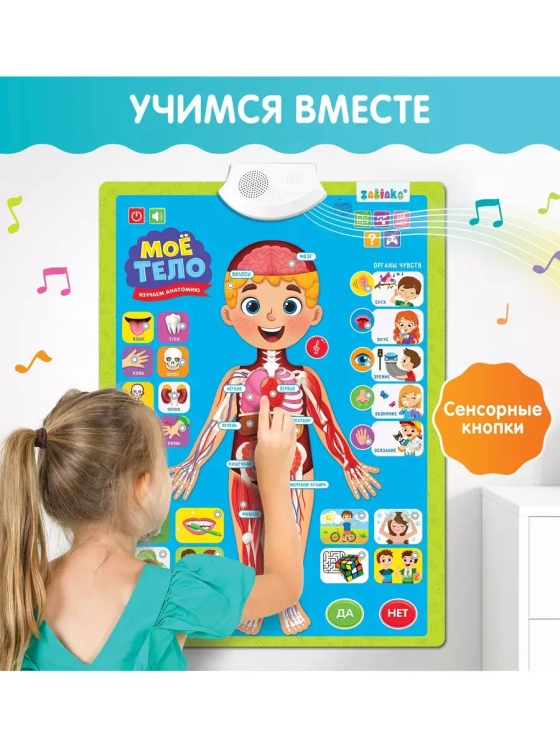 Обучающий плакат Изучаем анатомию: Моё тело