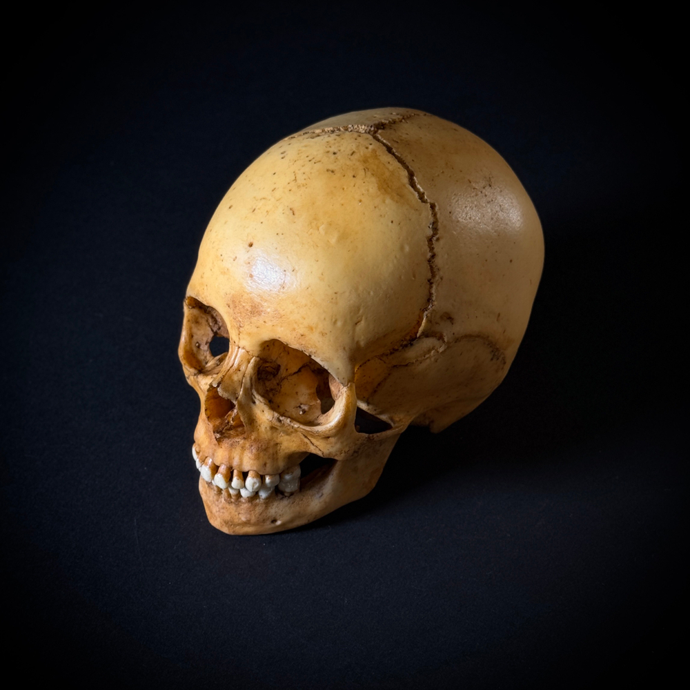 Череп человека ребёнок (анатомическая модель)