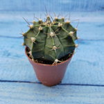 Gymnocalycium Friedrichii (Гимнокалициум)