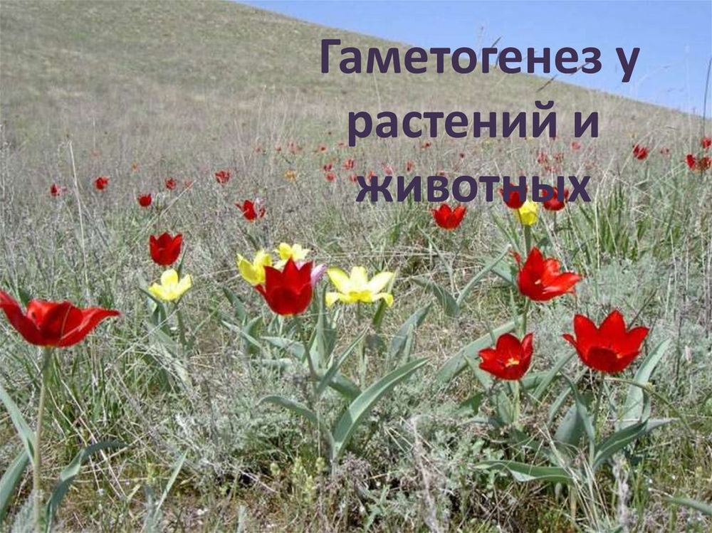 Модель-аппликация Гаметогенез у человека и млекопитающих — купить по ФГОС | Учебный стандарт