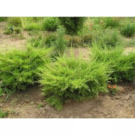 Можжевельник средний Мордиган Голд С12 50-60