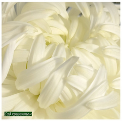 Белые крупные крупноцветковые хризантемы