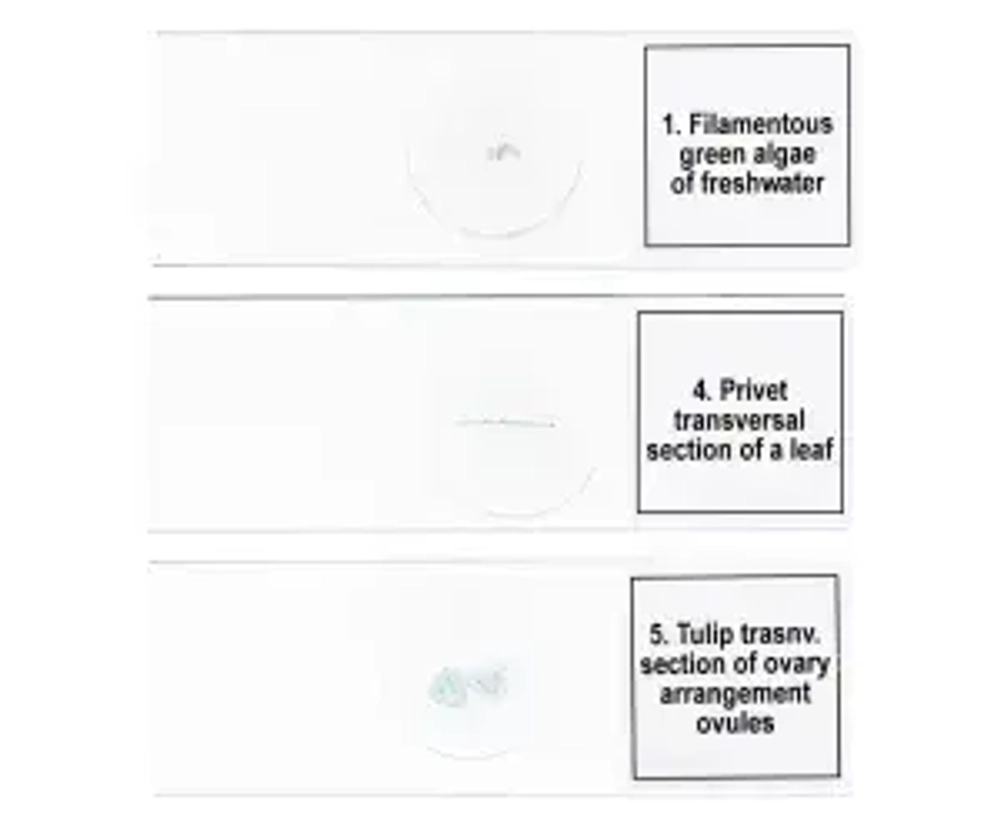 Набор микропрепаратов Levenhuk Discovery Prof DPS 5. «Биология»