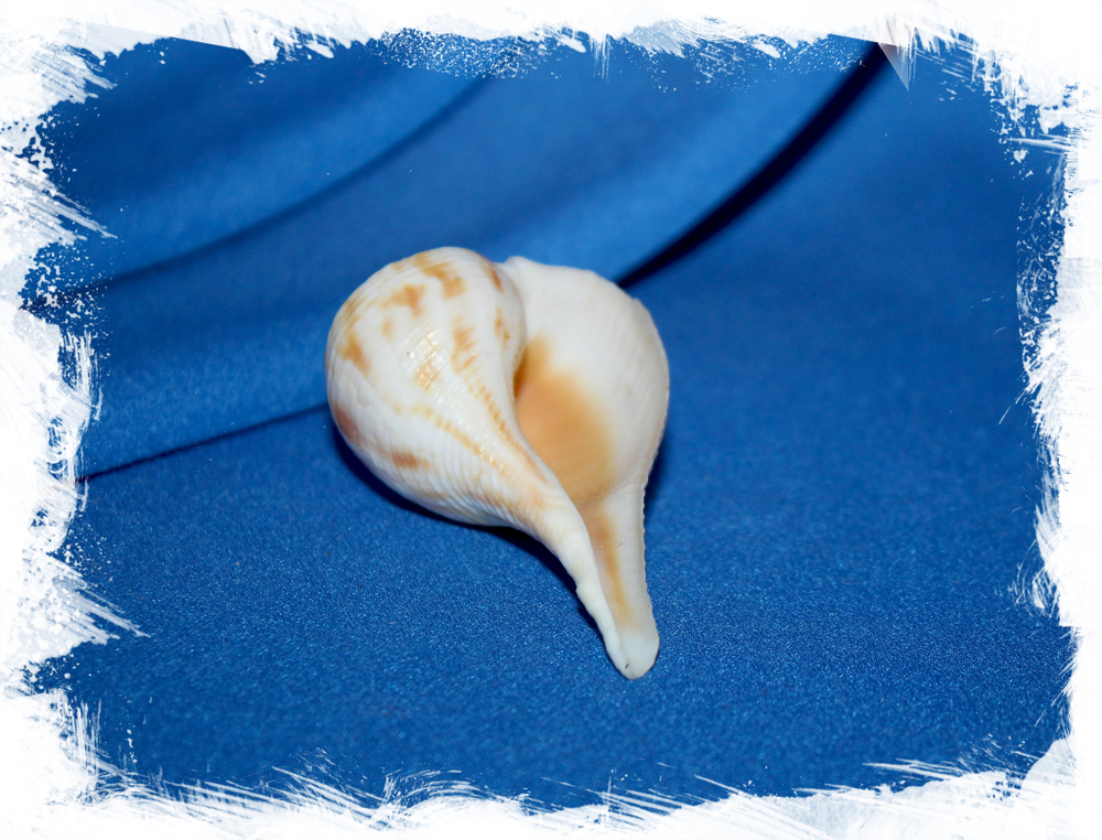 Бусикон спиратум (Busycon spiratum), 6см, 1шт.