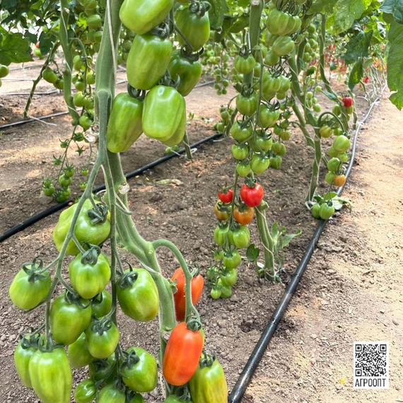 Папелетто F1 семена томата (Rijk Zwaan/Райк Цваан) культура – фото 6