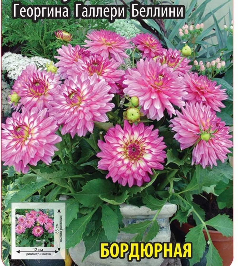 Георгина Галлери Беллини