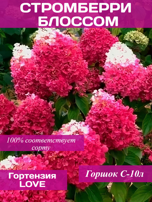 Гортензия метельчатая "Строберри Блоссом"