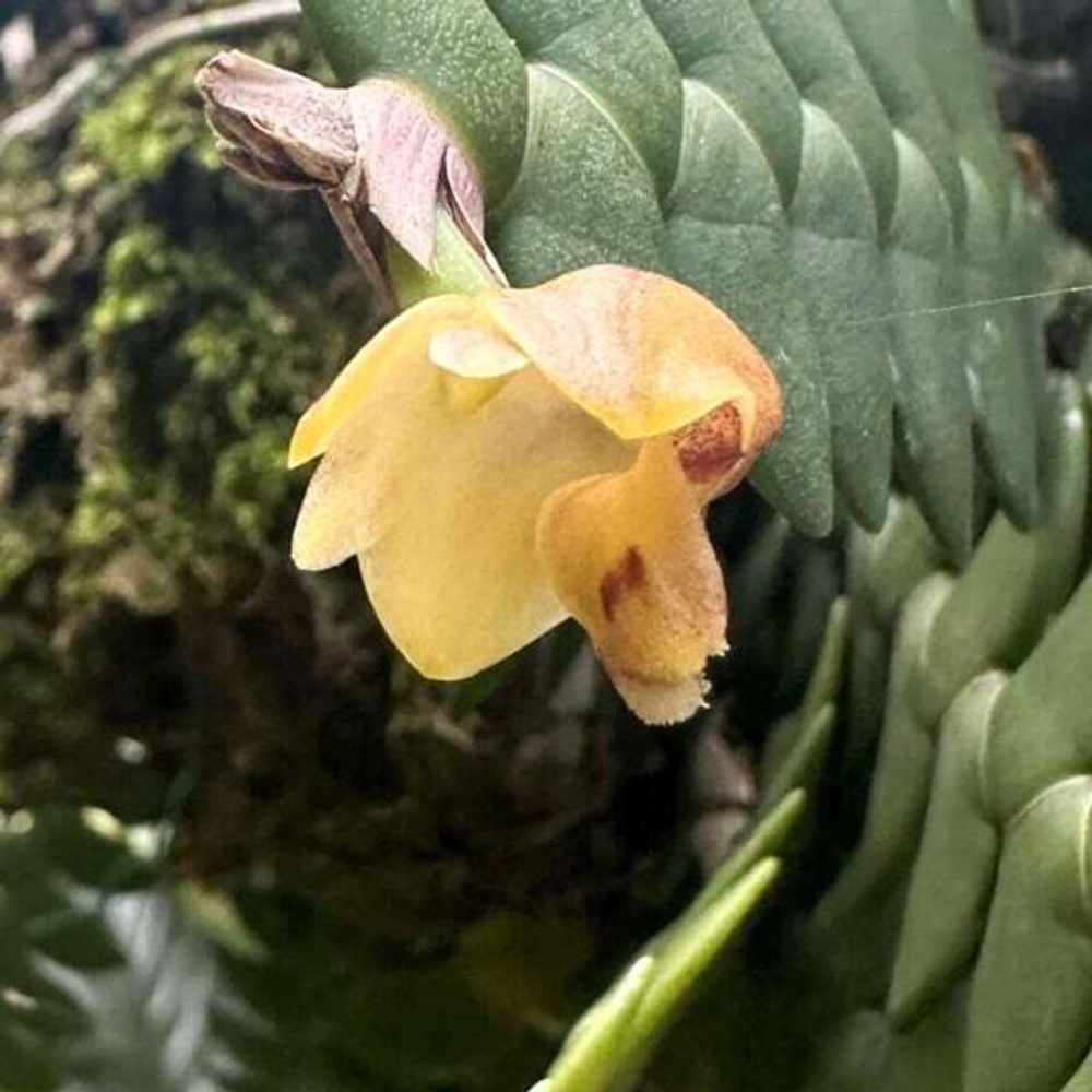 Орхидея DENDROBIUM LEONIS (P95)