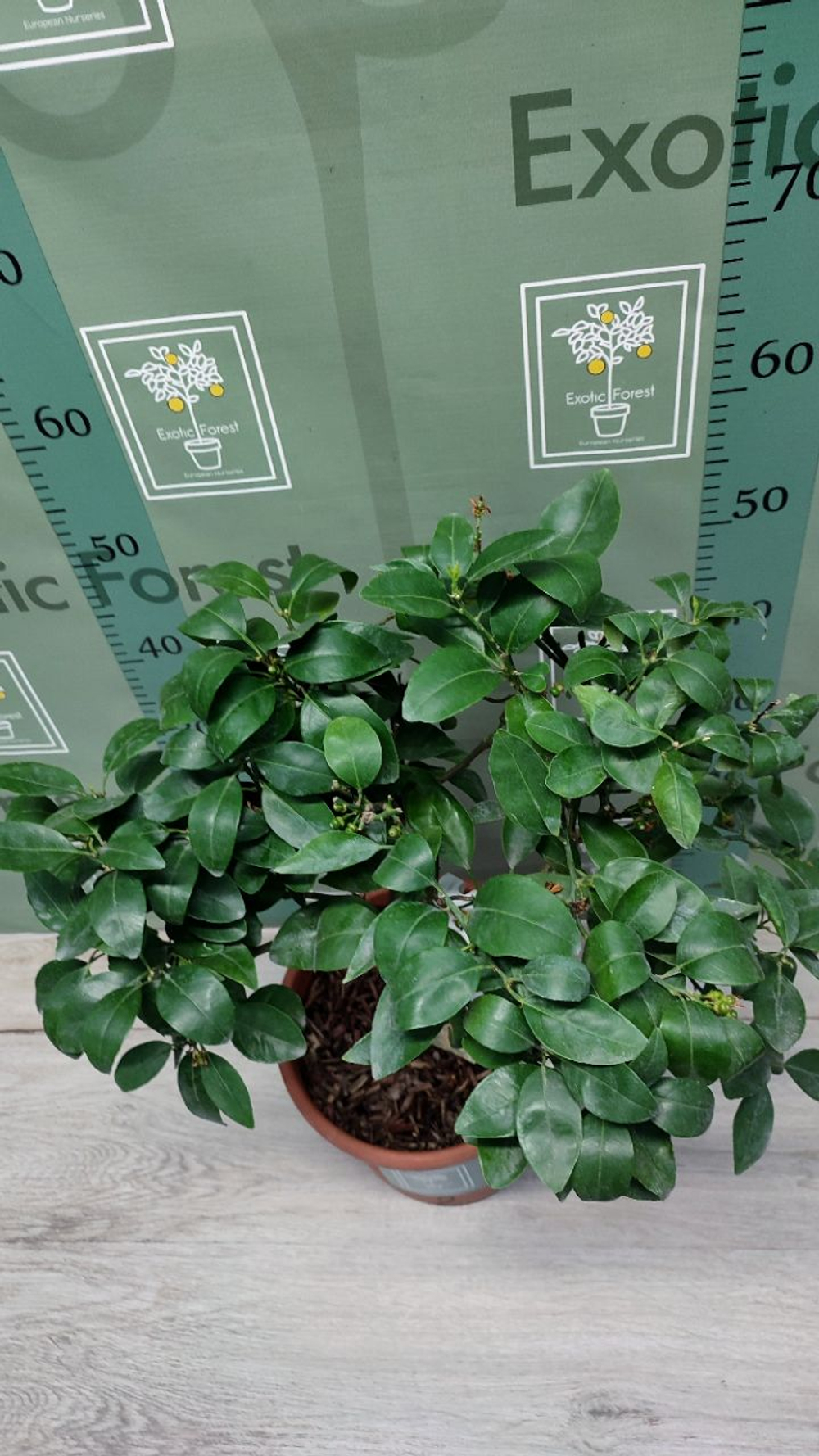 C. deliciosa × C. sinensis “Tangor Ortanique”