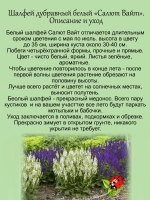 Шалфей Салют Вайт белый дубравный