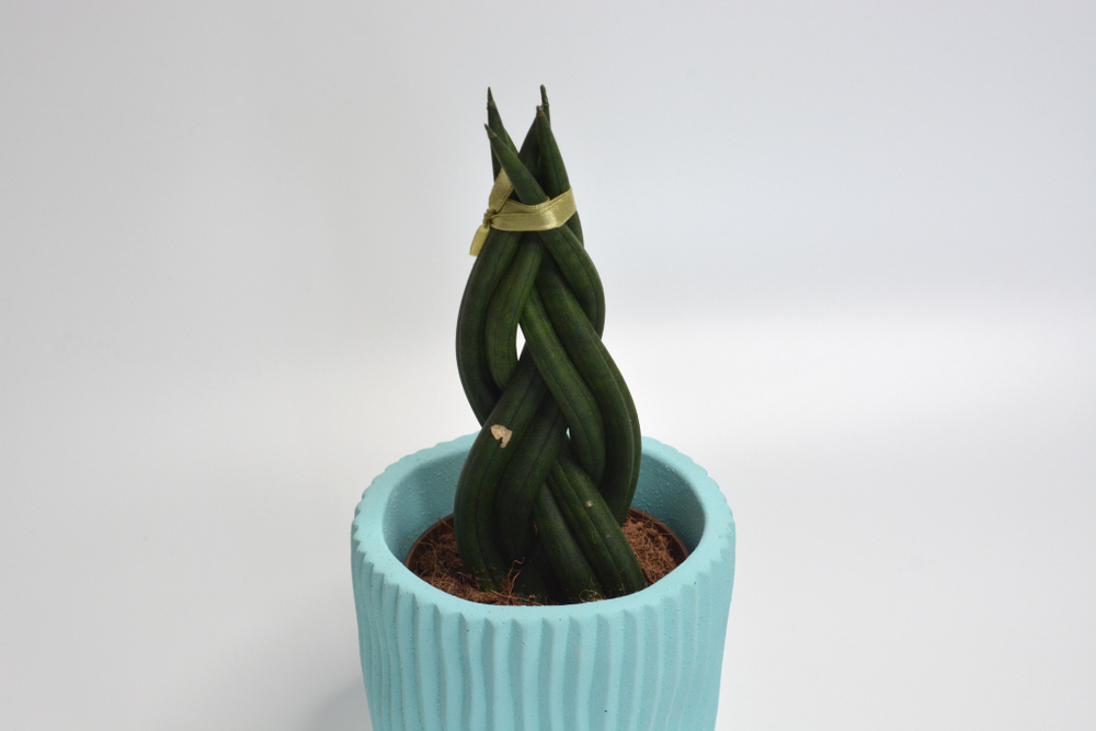 Сансевиерия Цилиндрика косичка / Sansevieria Cylindrica