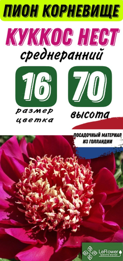 Пион Корневище, Куккос Нест, 3+ почек, 1шт