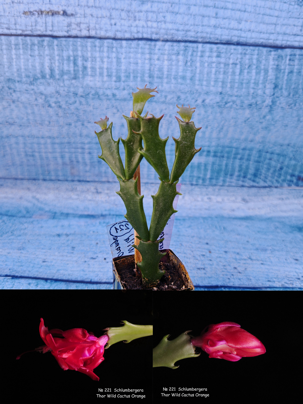 Schlumbergera cv. Thor Wild Cactus Orange (Шлюмбергера)