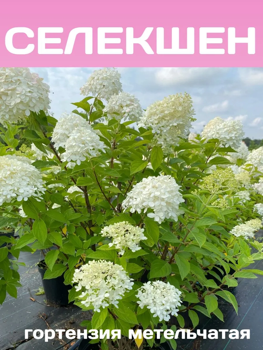 Селекшен гортензия метельчатая