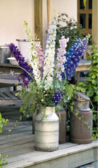 Дельфиниум садовый BENARY'S PACIFIC MIX