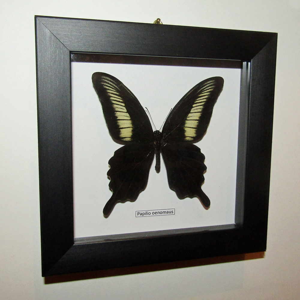 Бабочка Papilio oenomaus в рамке