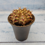 Gymnocalycium T-Rex Pink hybride (Гимнокалициум T-rex)