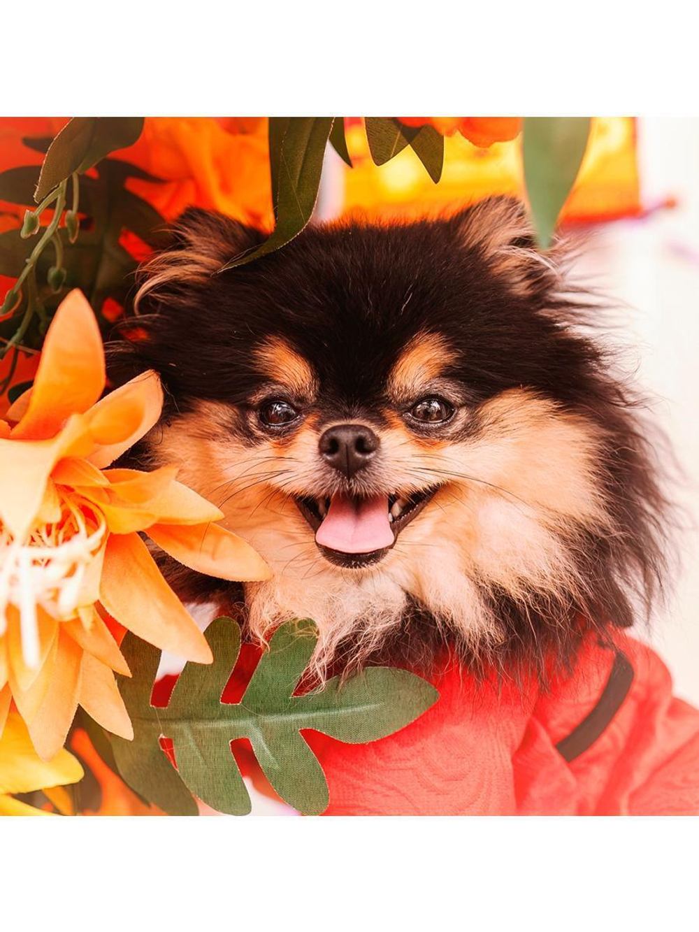 Алмазная мозаика 20х20см. "Шпиц в листве" с полн.заполнен.на подрам. (Арт. НД-0942)