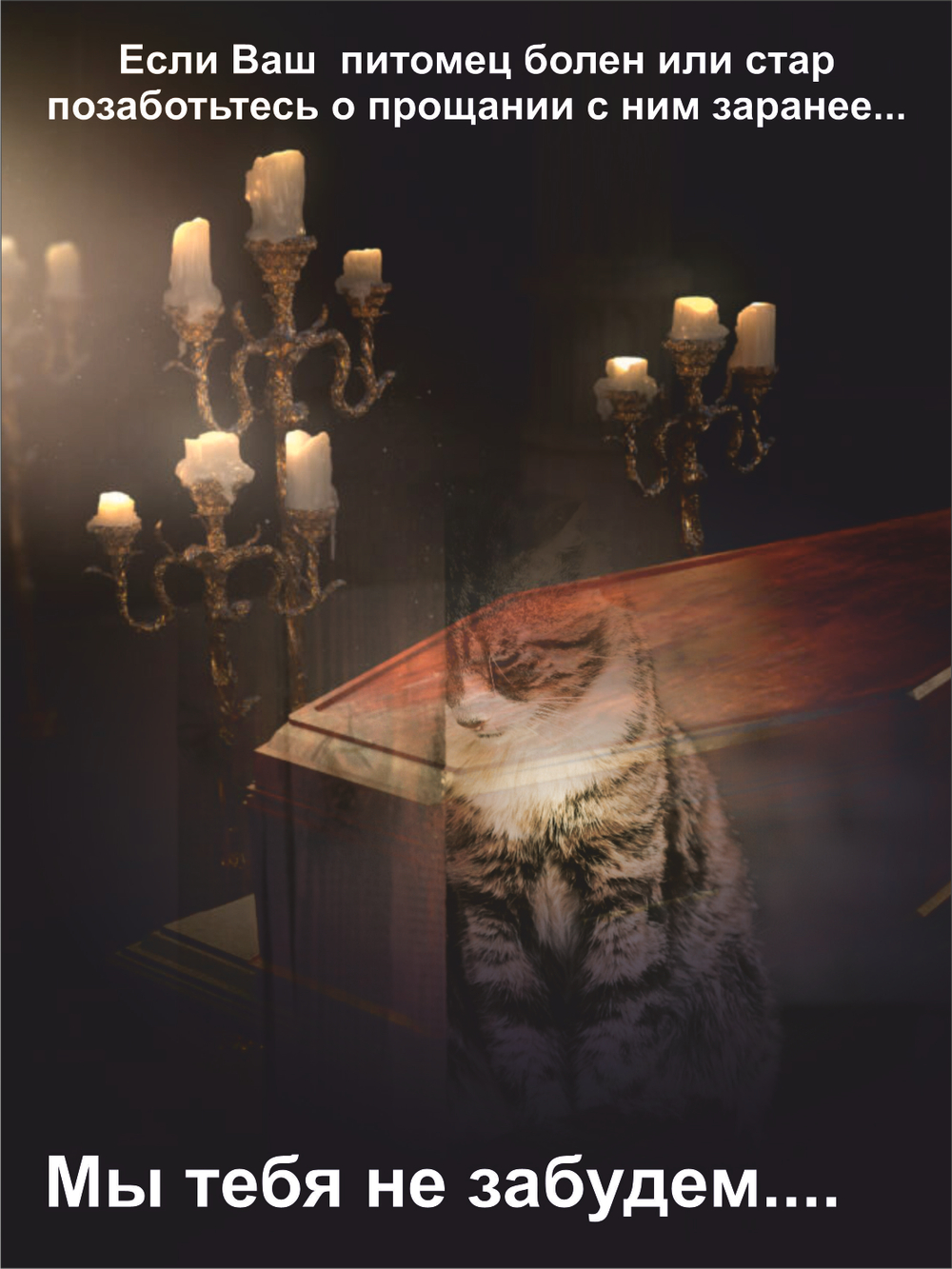 Гроб для кошки