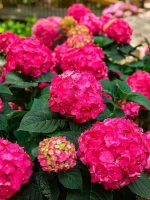 Endless Summer Love Red / «Бесконечное лето» Р7