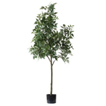 Клён ясенелистный зеленый 140 см.