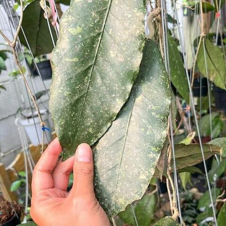 Хойя SP ACEH KAFI MOUNTAIN