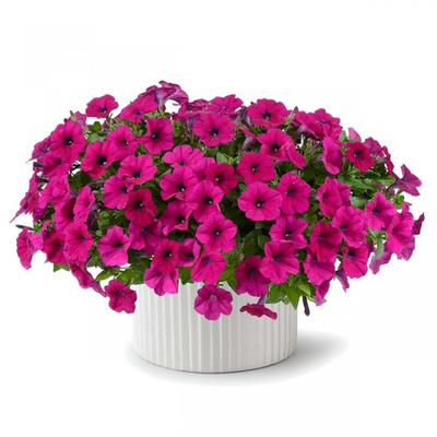 П26 Петуния CAPELLA BURGUNDY