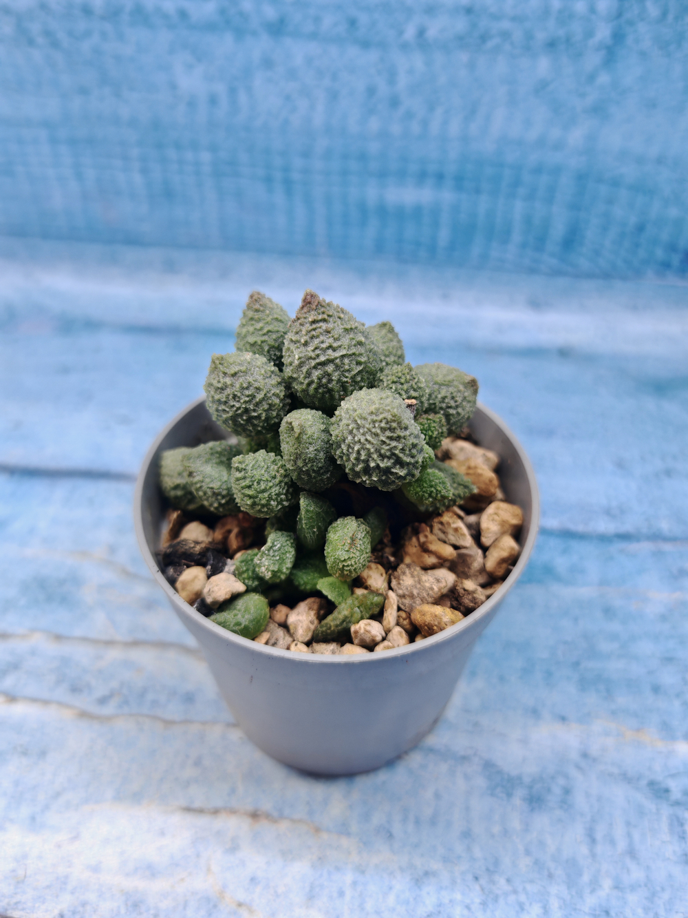 Adromischus Marianiae Herrei Green (Адромискус)